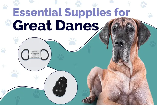 12 Essential Great Dane Supplies to Get You Started: 2026 Guide