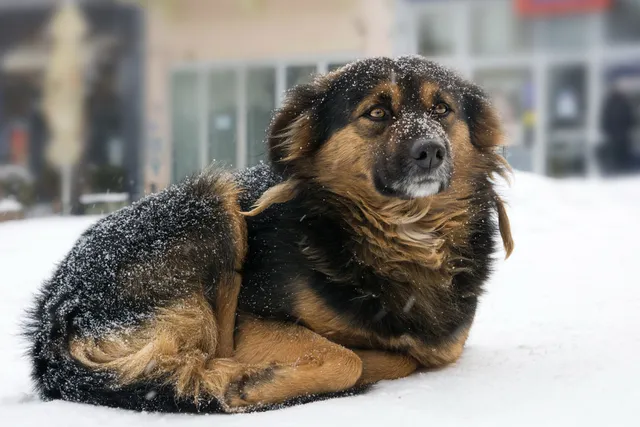Hypothermia in Dogs: Vet-Reviewed Signs, Causes & Treatment