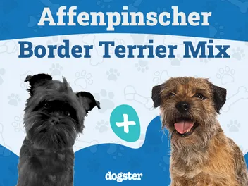 Affen Terrier Dog Breed: Info, Pictures, Care Guide & More