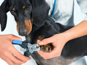 10 Best Nail Clippers for Dogs with Black Nails in 2026 - Reviews & Top Picks