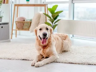 Can Golden Retrievers Be Left Alone at Home? Vet-Verified Facts & FAQ