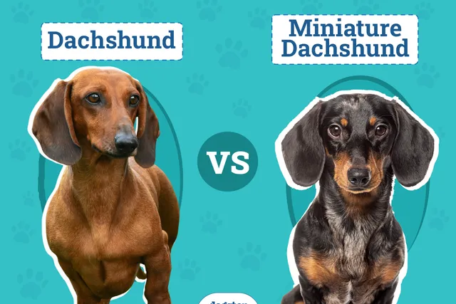 Dachshund vs Miniature Dachshund: The Differences (With Pictures)