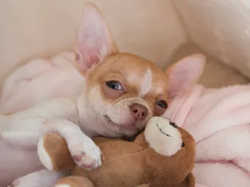 Tiny But Mighty: The Surprising History of Chihuahuas