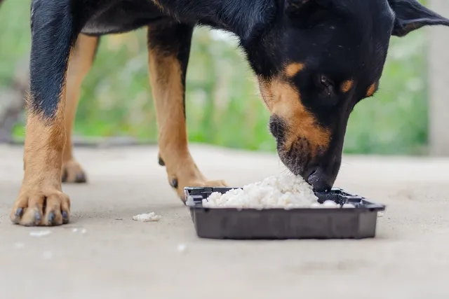 6 Great Sources of Carbohydrates for Dogs: Vet-Verified Nutrition Facts