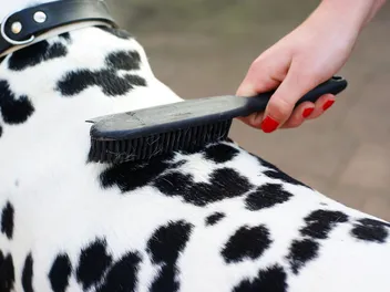 How Much Does a Dalmatian Shed? Care & Grooming Advice