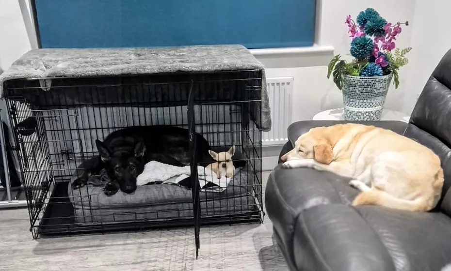 Door open, but Kodah and Ned choose the crate.