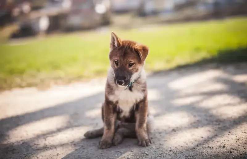 shikoku puppy dog sitting outdoors
