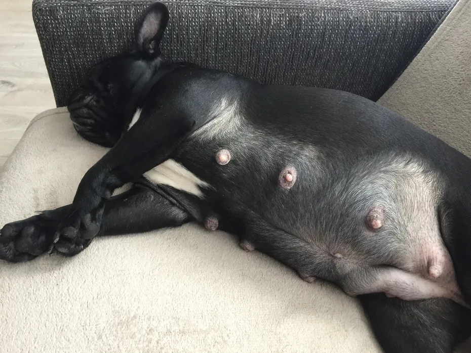 Pregnant French bulldog dog lie in the couch