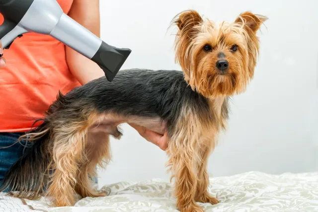 How Much Does Pet Supplies Plus Grooming Cost? 2026 Update