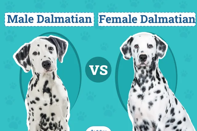 Male vs. Female Dalmatians: The Key Differences (With Pictures)