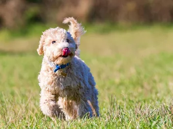 How Much Exercise Does a Puppy Need? Our Vet Answers
