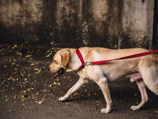 How to Train Your Older Dog to Walk on a Leash: Vet-Approved Methods & Tips