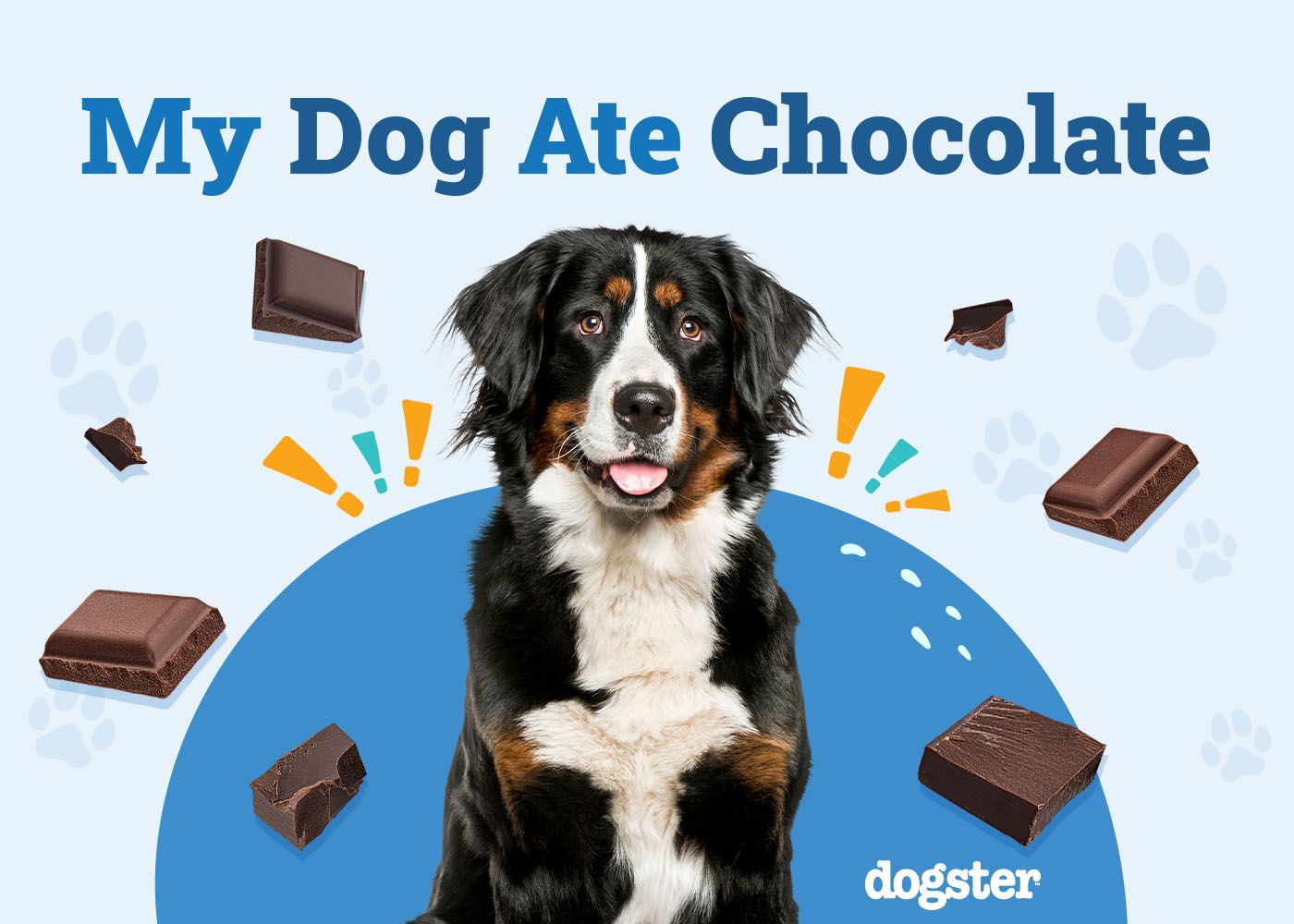 What to Do if My Dog Ate Chocolate: 3 Vet-Approved Steps to Follow