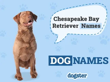 130+ Chesapeake Bay Retriever Names: Ideas for Resilient Hunting Dogs