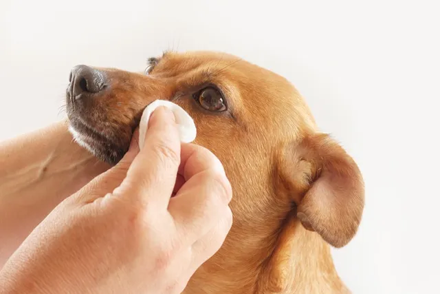 How to Clean a Dog’s Eyes in 6 Steps: Vet-Approved Guide