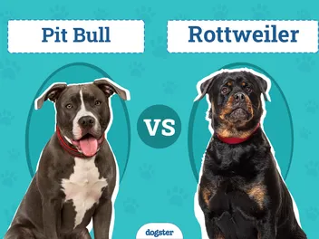 Rottweiler vs. Pit Bull: The Differences (With Pictures)