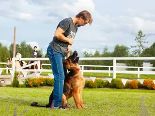 How Much Do Dog Trainers Make? (2026 Salary Overview)