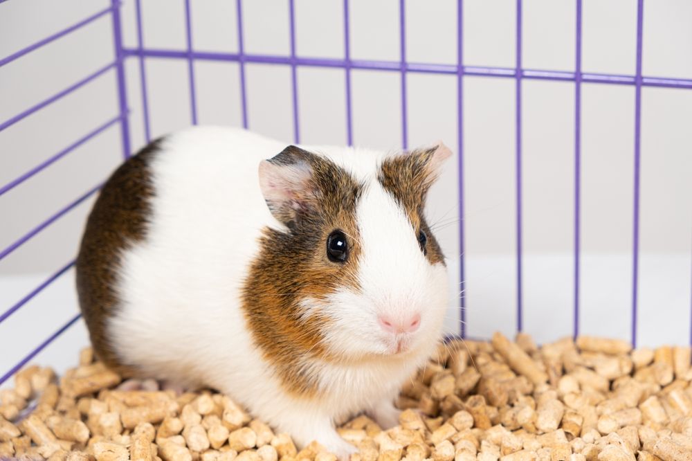 cute guinea pig inside a purple cage