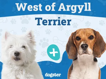 West of Argyll Terrier (Westie & Beagle Mix): Info, Pictures, Care & More