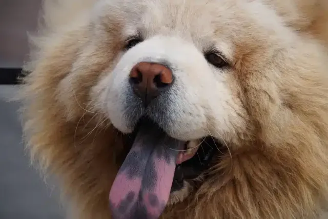 15 Dog Breeds With Spotted Tongues: Info, Pictures & History