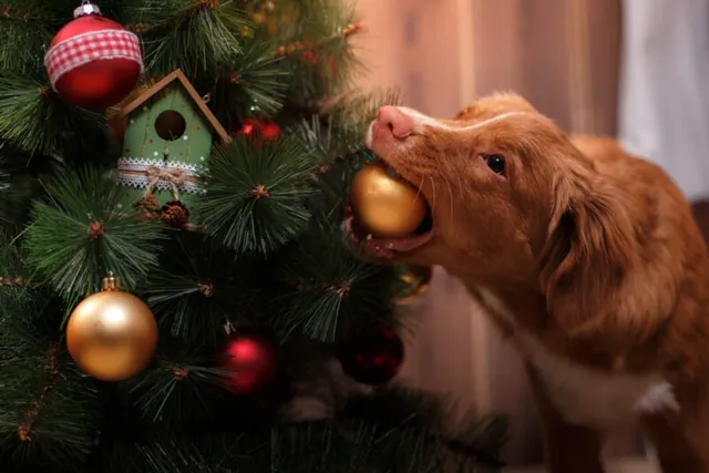 How to Keep Your Dog Away From the Christmas Tree: 10 Vet-Approved Tips