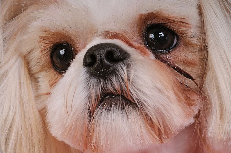 shih tzu eyes close up