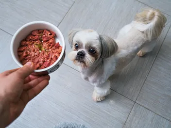 9 Best Affordable Canned & Wet Dog Food in 2026 - Reviews & Top Picks