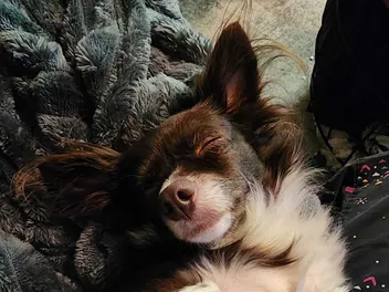 Do Dogs Dream? What I Imagine Penny Dreams About