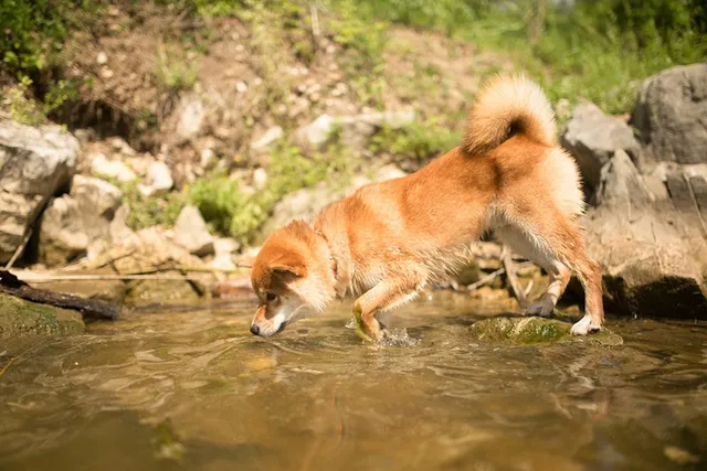 Can a Dog Smell Water? Canine Smell Capabilities Explored