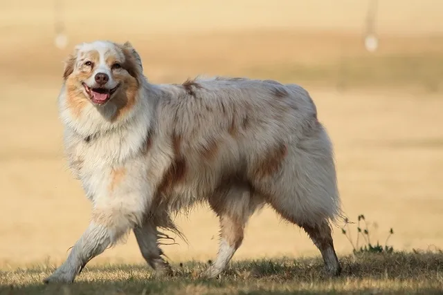 12 Most Popular Dog Breeds In Ohio: 2026 Update (With Info & Pictures)