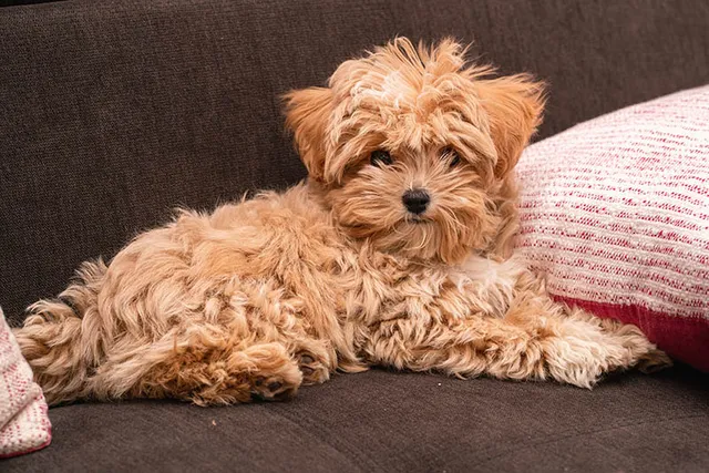 Brown Maltipoo: Info, Pictures, Origin & History