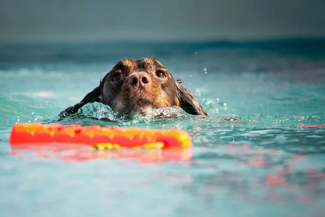 7 Strong & Waterproof DIY Dog Pools (With Instructions)