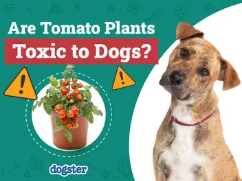 Are Tomato Plants Toxic to Dogs? Vet-Verified Facts & Safety