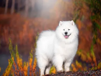 How to Train a Samoyed: 12 Vet-Reviewed Tips