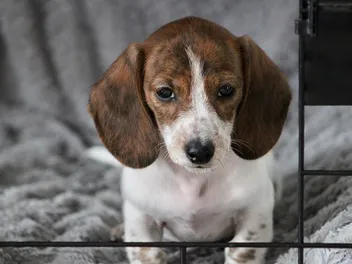 How to Crate Train a Dachshund: 10 Vet-Approved Tips