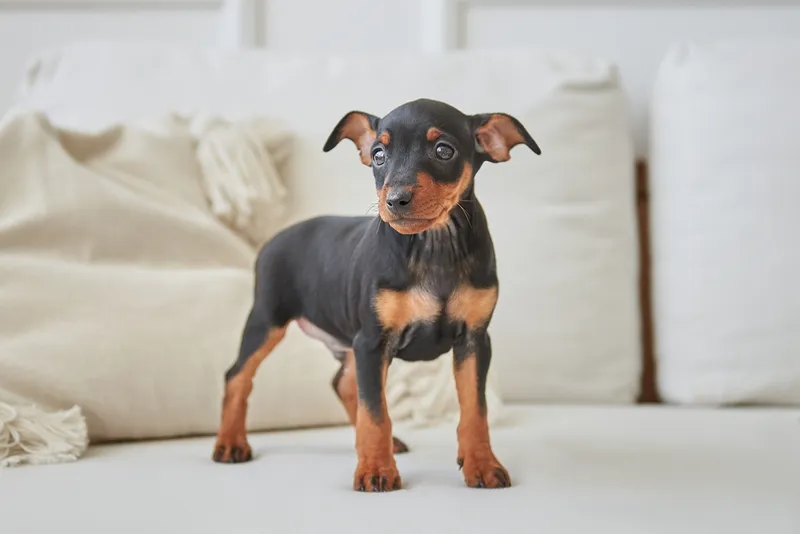 Portrait of a black and tan miniature pinscher puppy