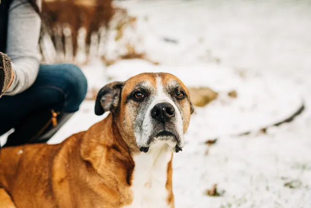 Golden Boxer (Golden Retriever & Boxer Mix): Info, Pictures, Care & More