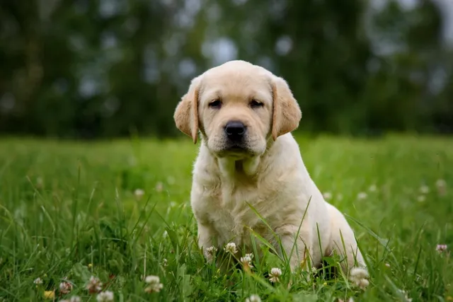 Labrador Retriever Puppies for Sale in Alabama: 2026 Breeders List