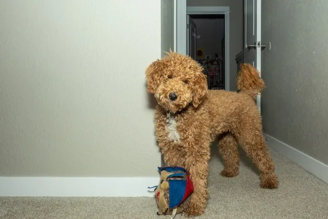 Can a Labradoodle Be Left Alone? Considerations & Vet-Approved Tips