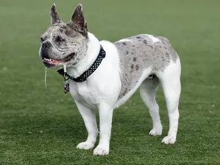 Why Is My Dog Drooling So Much? 12 Vet Reviewed Reasons & Care Tips
