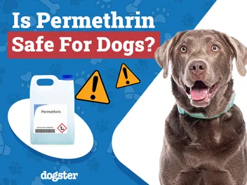 Is Permethrin Safe for Dogs? Our Vet Explains