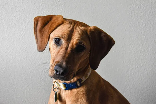 German Shepherd Bloodhound Mix: Info, Pictures, Care & More