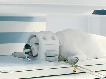 How Much Does a Dog MRI Cost? 2026 Price Guide