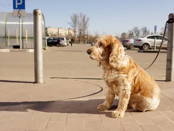 Are Dogs Allowed in Marshalls? Updated in 2026
