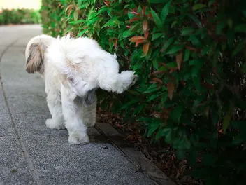 How to Save Plants From Dog Urine — 6 Possible Ways