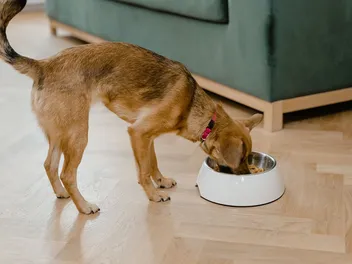 9 Best Grain-Free Dog Foods in Canada in 2026 - Reviews & Top Picks