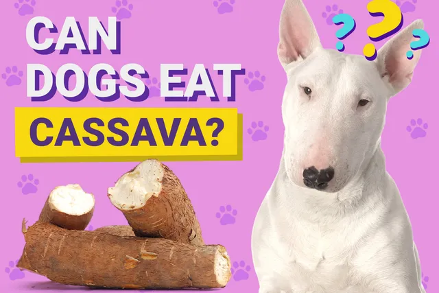 Can Dogs Eat Cassava? Vet Reviewed Nutrition Facts