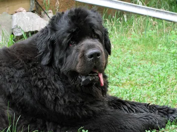 Do Newfoundland Dogs Like Water & How Well Can They Swim? Facts & FAQ