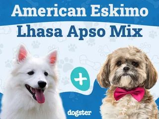Kimola (American Eskimo Dog & Lhasa Apso Mix): Info, Pictures, Care & More
