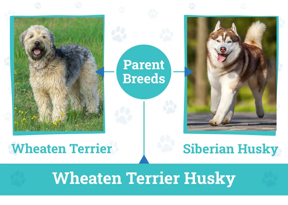 Parent Breeds of the Wheaten Terrier Husky